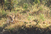  Lion Masai Mara 